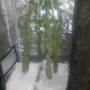 12-24 Blue Kush Harvest