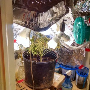 closet grow