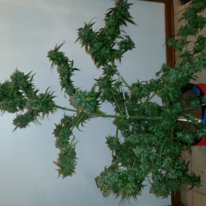 Q1 harvest day 88