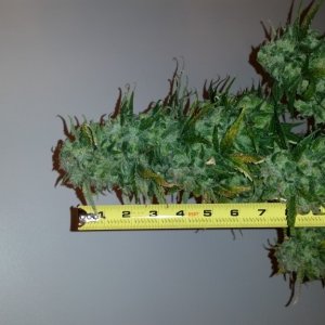 Q1 harvest day 88