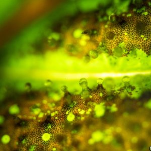 Trichome shots