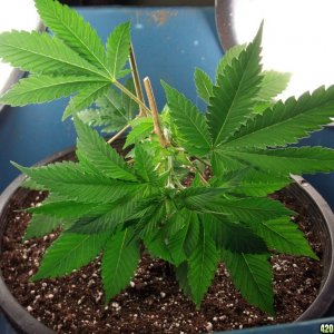 White Cookies LST