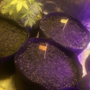 12/27 Autos