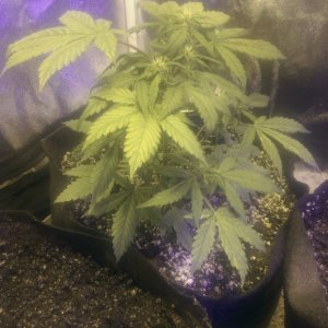 12/27 Autos