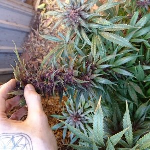 purple kush flower