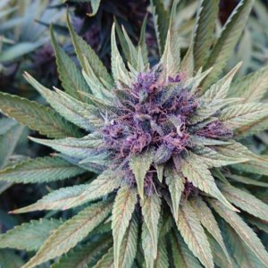 purple kush flower