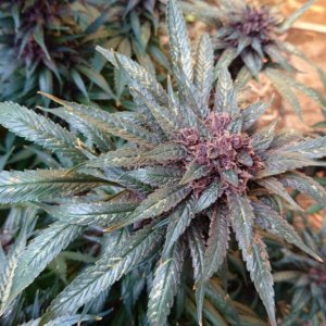 purple kush flower