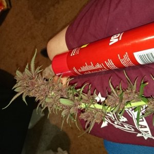 purple kush flower