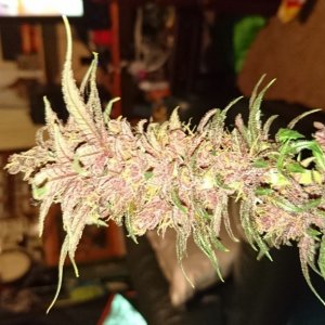 purple kush flower