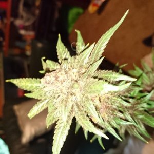 purple kush flower