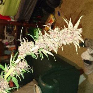 purple kush flower