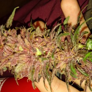 purple kush flower