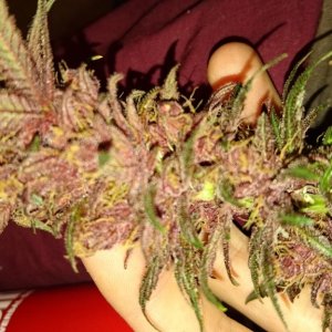 purple kush flower