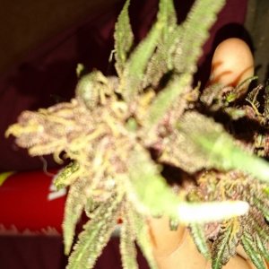 purple kush flower