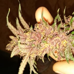 purple kush flower