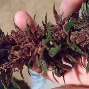 purple kush flower