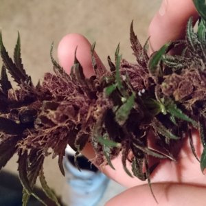 purple kush flower