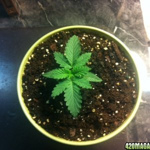 plant_3_6_days_old