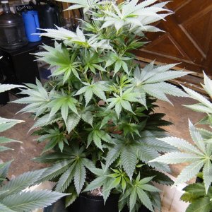 Organic Jilly Bean in Veg.-12/28/15