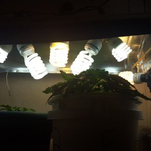 **The SCROG**My First**