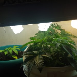 **The SCROG**My First**