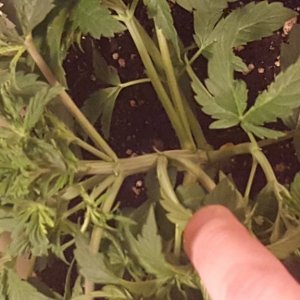 **The SCROG**My First**