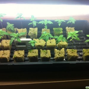 white widow seedlings