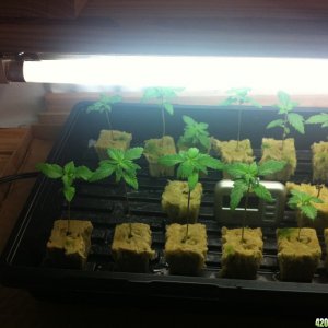 white widow seedlings