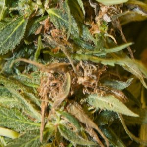 Strawberry Cough_Bud Rot_02