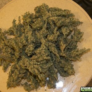 Papaya_Mountain_01