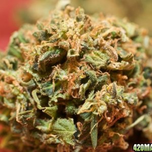 Strawberry Cough_Bud Rot_010