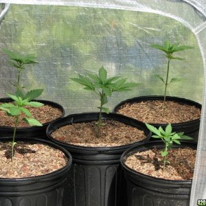 mini greenhouse grow week 3