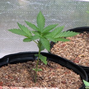 mini greenhouse grow week 3