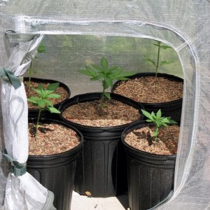 mini greenhouse grow week 3