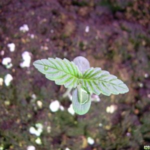 Blackberry from Nirvana Seeds