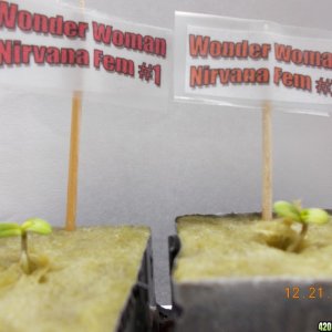 12-21 Wonder Woman sprouts