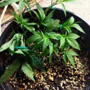 Cloning LST update, new year new jazz