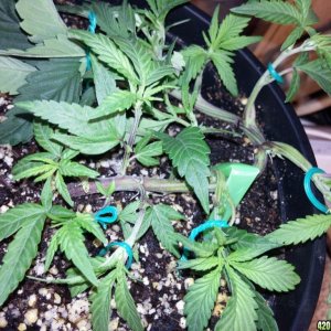 Cloning LST update, new year new jazz