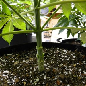 Organic Jilly Bean in Veg.-Cloning Phase-1/1/16