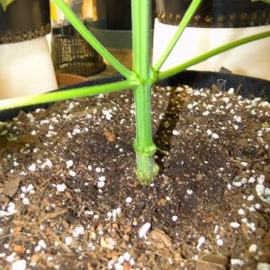 Organic Jilly Bean in Veg.-Cloning Phase-1/1/16