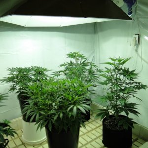 Organic Jilly Bean in Veg.-Day 55-1/2/16