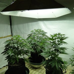 Organic Jilly Bean in Veg.-Day 55-1/2/16