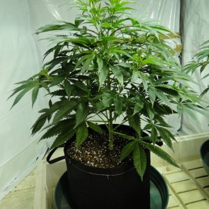 Organic Jilly Bean in Veg.-Day 55-1/2/16