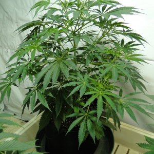 Organic Jilly Bean in Veg.-Day 55-1/2/16