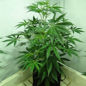 Organic Jilly Bean in Veg.-Day 55-1/2/16