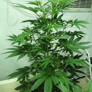 Organic Jilly Bean in Veg.-Day 55-1/2/16