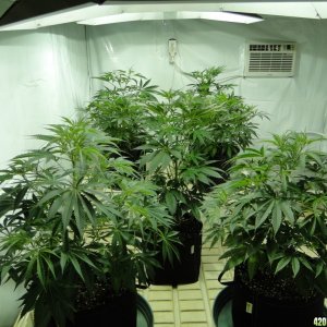 Organic Jilly Bean in Veg.-Day 55-1/2/16