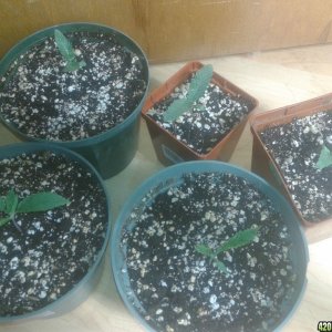 seedlings