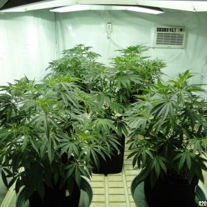 Organic Jilly Bean in Veg.-1/4/16