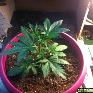 plant_2_jan_05